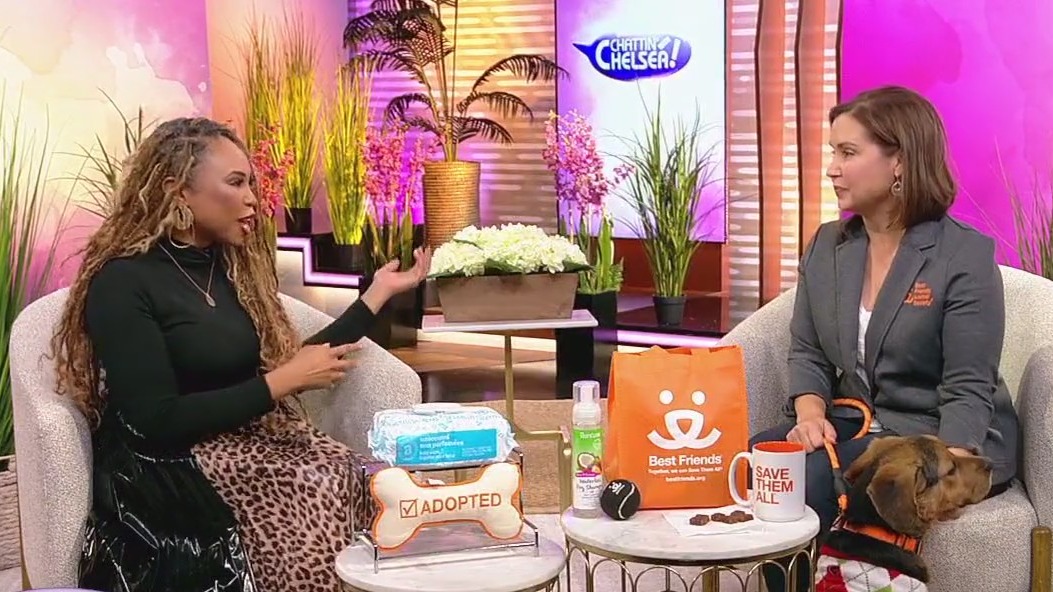 Importance of adopting pets, need to knows