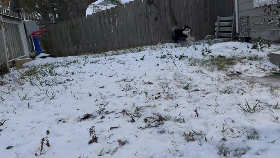Dog in Houston enjoys the snow