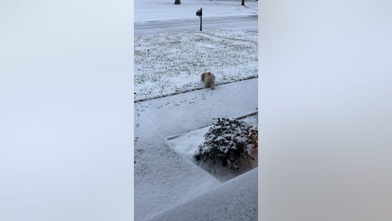 Dog explores the snow in Willis