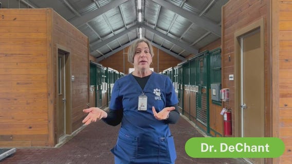 Horse care basics: Pet Pawcast