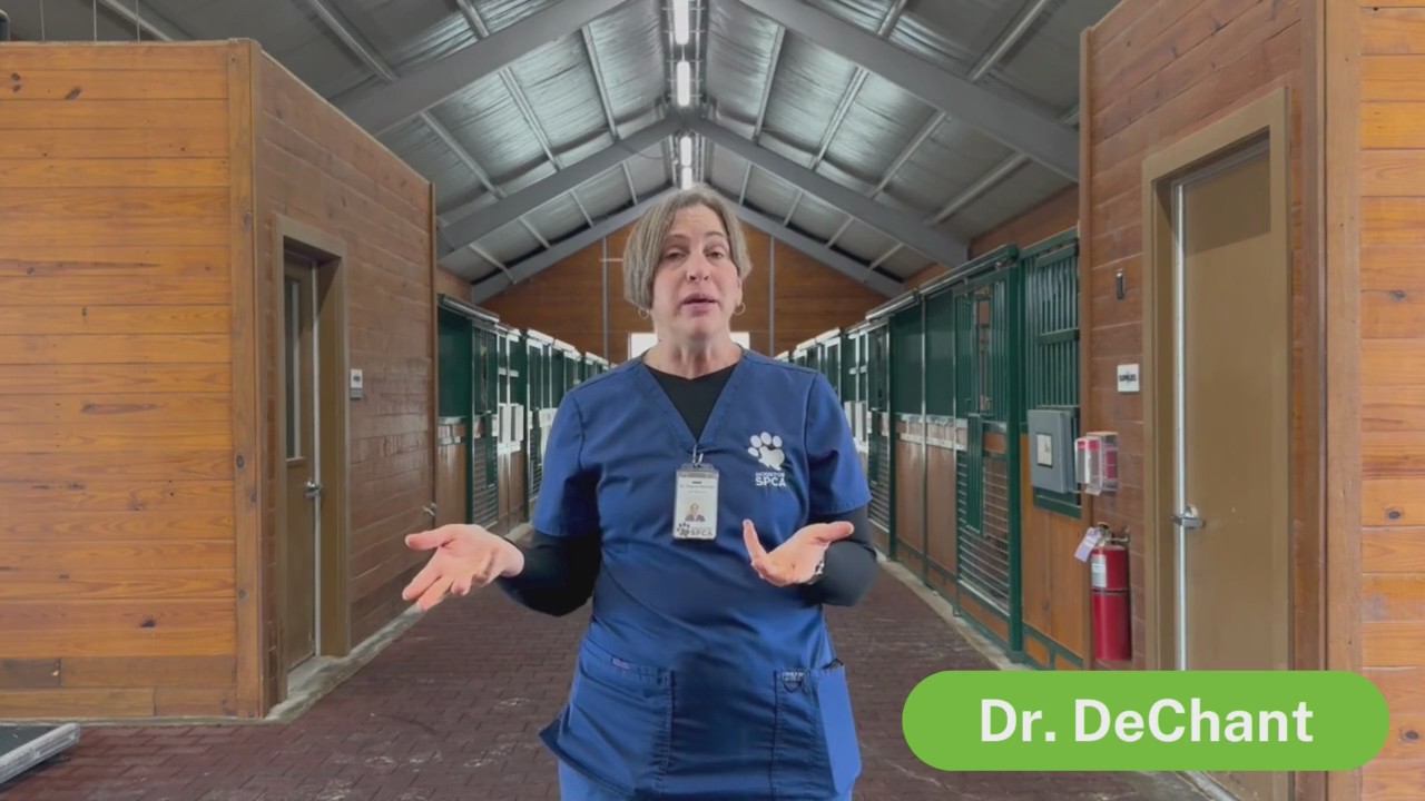 Horse care basics: Pet Pawcast