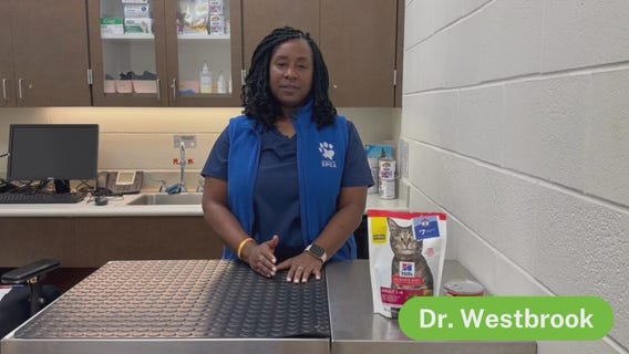 What to know about cat vaccinations