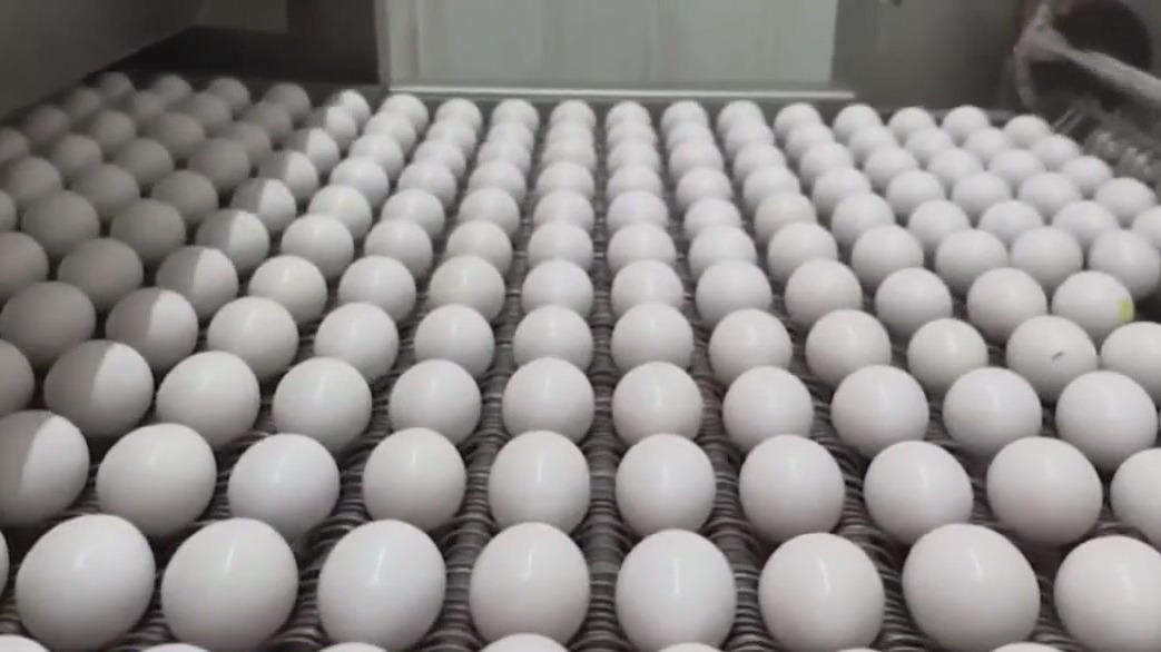 Dealing with high egg prices? Here are some alternatives