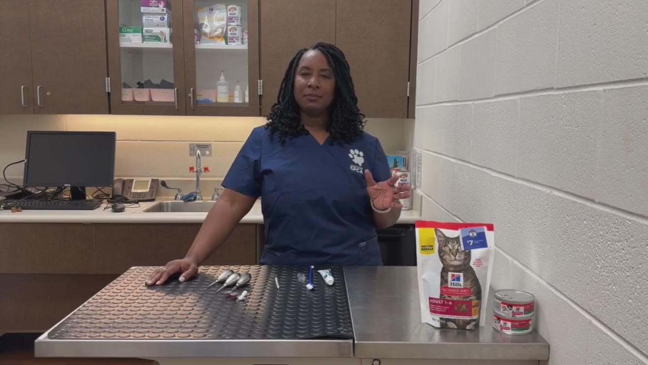 Importance of dental care | The Pet Pawcast