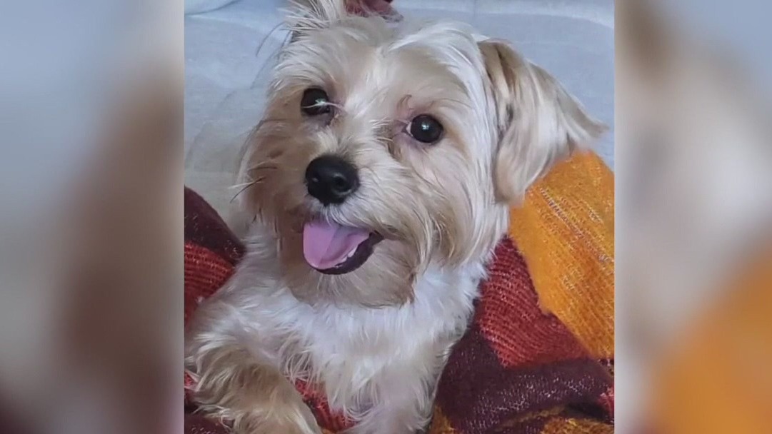 Family files lawsuit after dog dies