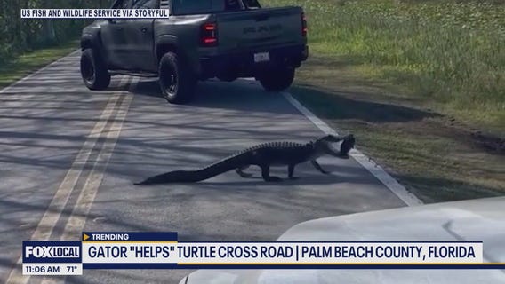 Furry Friends Friday: Alligators, pigeon 911 call