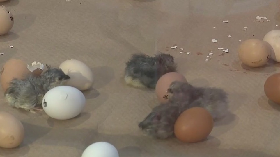 Egg hatching at Houston Livestock Show and Rodeo