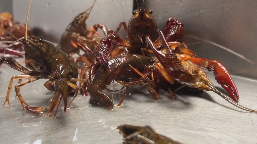 Crawfish season looking better this year than previous years