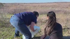 Multiple cats found dead in Katy-Cypress area