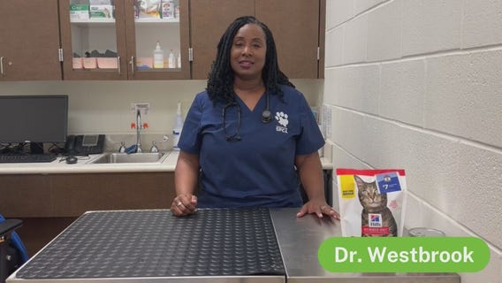 The Pet Pawcast: Spring time pet safety