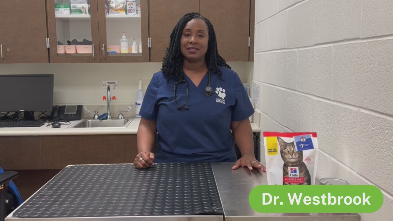 The Pet Pawcast: Spring time pet safety