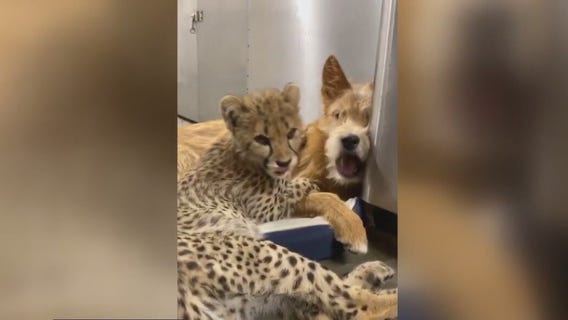 Furry Friends Friday with cheetahs, turtles, more