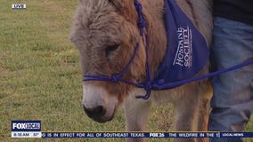 Juan the donkey from Houston Humane Society