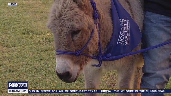Juan the donkey from Houston Humane Society