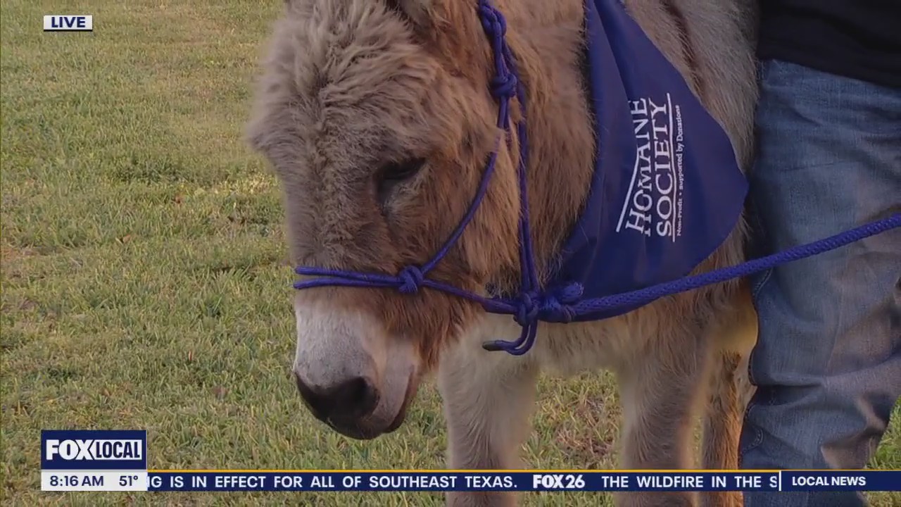 Juan the donkey from Houston Humane Society