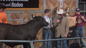 Grand champion steer sells for $675K at HLSR Junior Market
