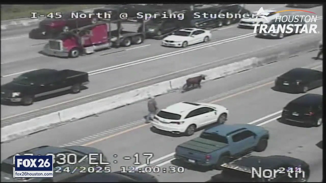 Several cows run loose on I-45 in Houston