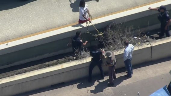 Bull lassoed on I-45 in Houston; several cows run loose