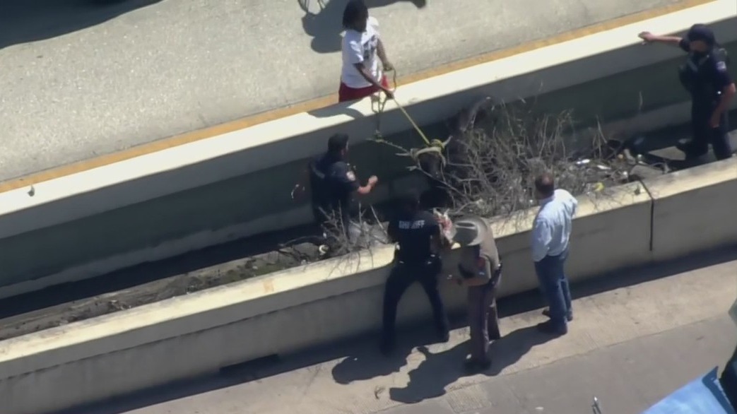 Bull lassoed on I-45 in Houston; several cows run loose