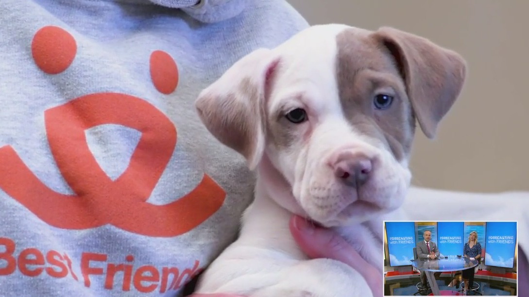 Importance of adopting for Furry Friends Friday | Forecasting with Friends