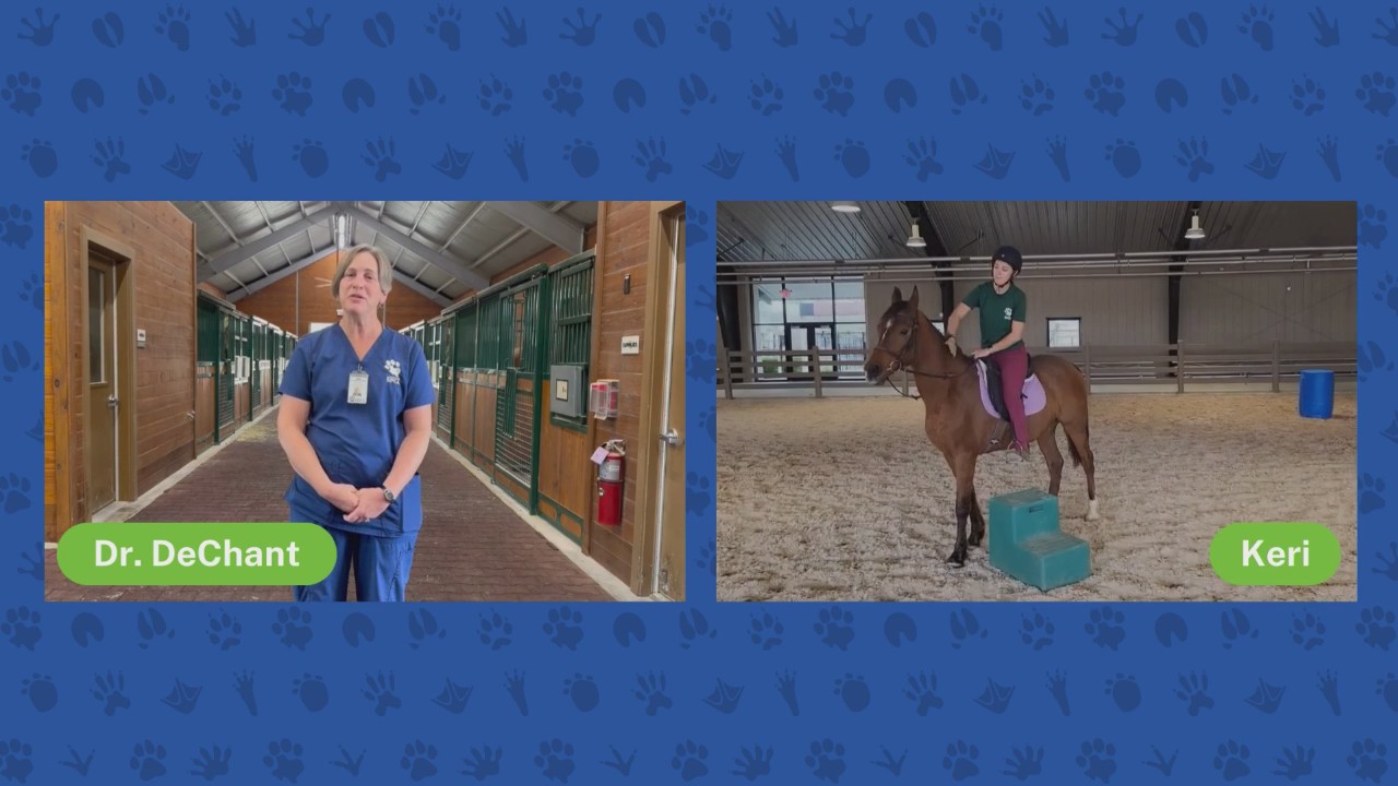 Horse rescue and adoptions | Pet Pawcast