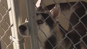 Animal behaviorist gives signs of potential aggression in dogs