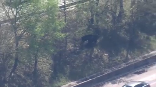 Cows on the loose on I-45 | Houston Live & Local