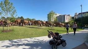 The Great Elephant Migration in Houston
