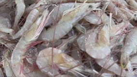 Trump tariffs: Louisiana shrimpers say tariffs help with business