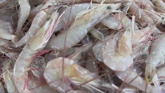 Trump tariffs: Louisiana shrimpers say tariffs help with business