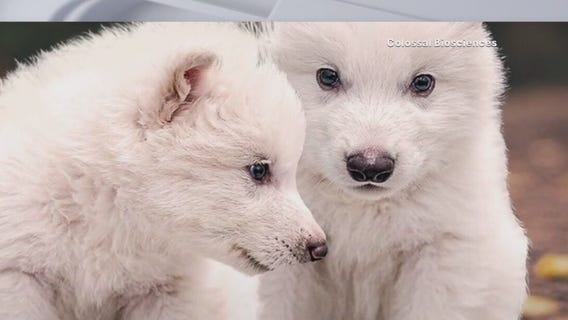 Return of dire wolves? | Forecasting with Friends