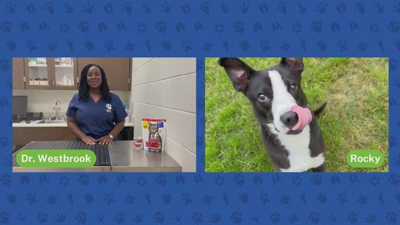 Adopting a large breed dog | Pet Pawcast