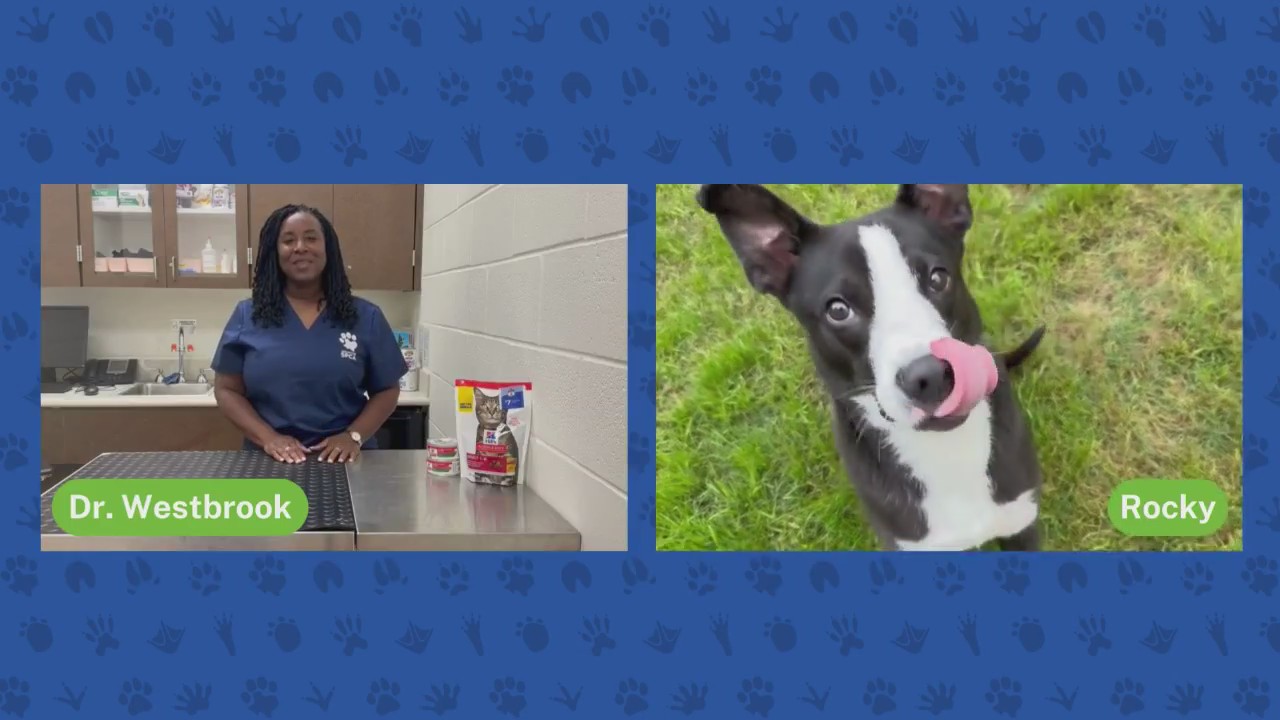 Adopting a large breed dog | Pet Pawcast