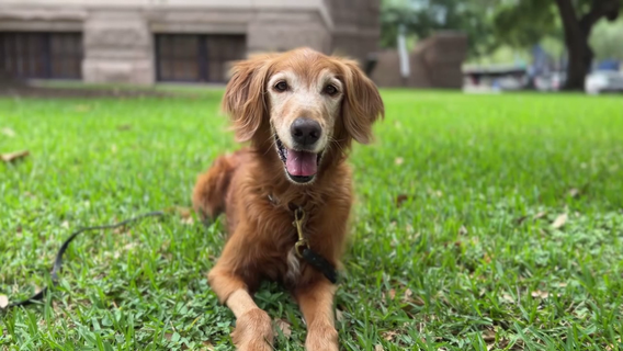 K9 Violet's cancer diagnosis ends her career