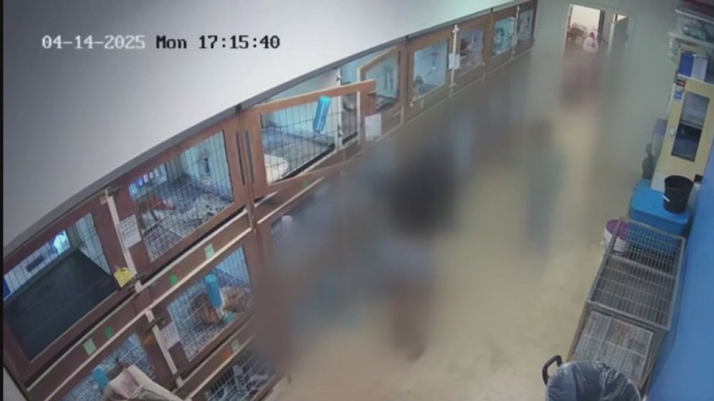 Owner pressing charges following pet theft