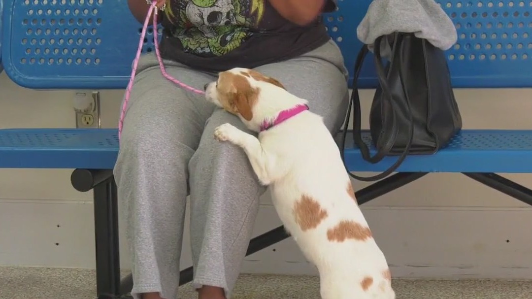 Free pet beds given to pets moms for Mother's Day