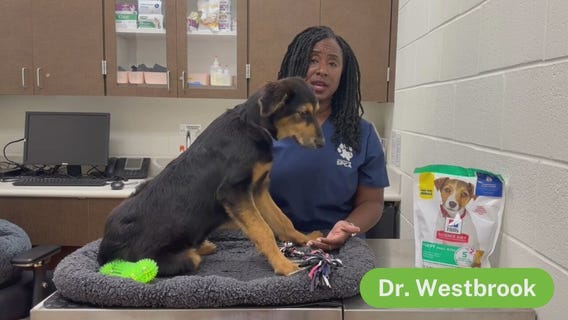 Pet Cancer | The Pet Pawcast