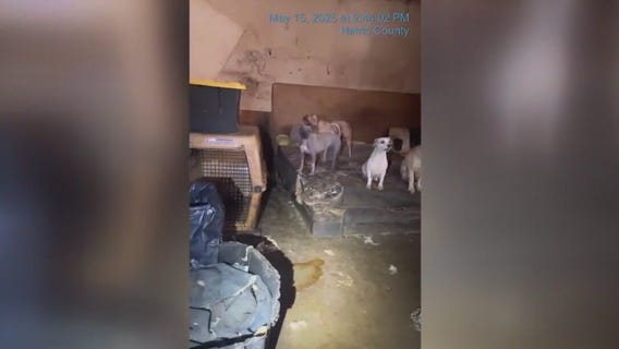 19 dogs rescued from Katy 'Dog House of Horrors'