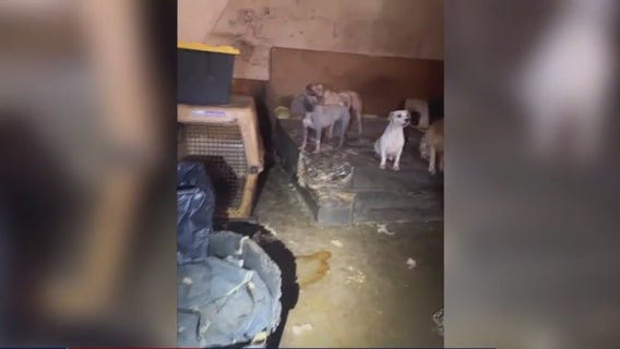 19 dogs rescued from Katy home