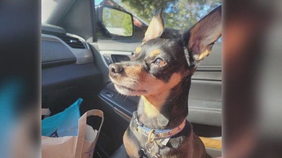 Family offering reward for safe return of lost family dog