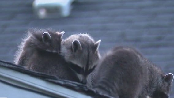 Racoons hiding in walls of Austin apartment | Houston Live & Local