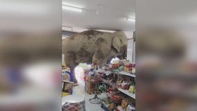 Hungry elephant raids Thailand grocery store