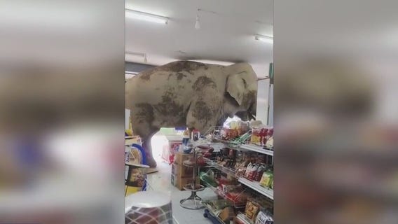 Hungry elephant raids Thailand grocery store