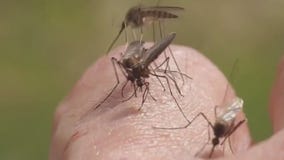 What makes you a prime mosquito target