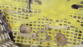 Woman who lost engagement ring in Galveston has it returned following search