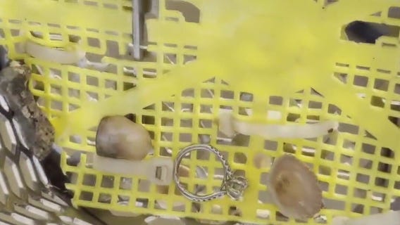 Woman who lost engagement ring in Galveston has it returned following search