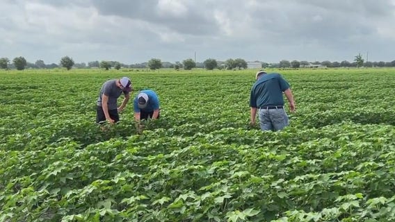 Trump tarrifs leave farmers anxious