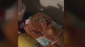 Termites take over Pasadena woman's apartment