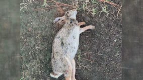 Dead rabbits in Fulshear neighborhood