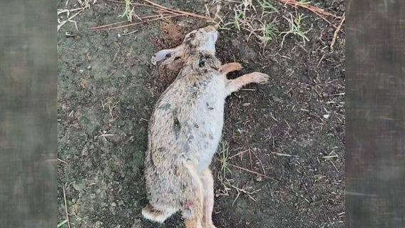 Dead rabbits in Fulshear neighborhood